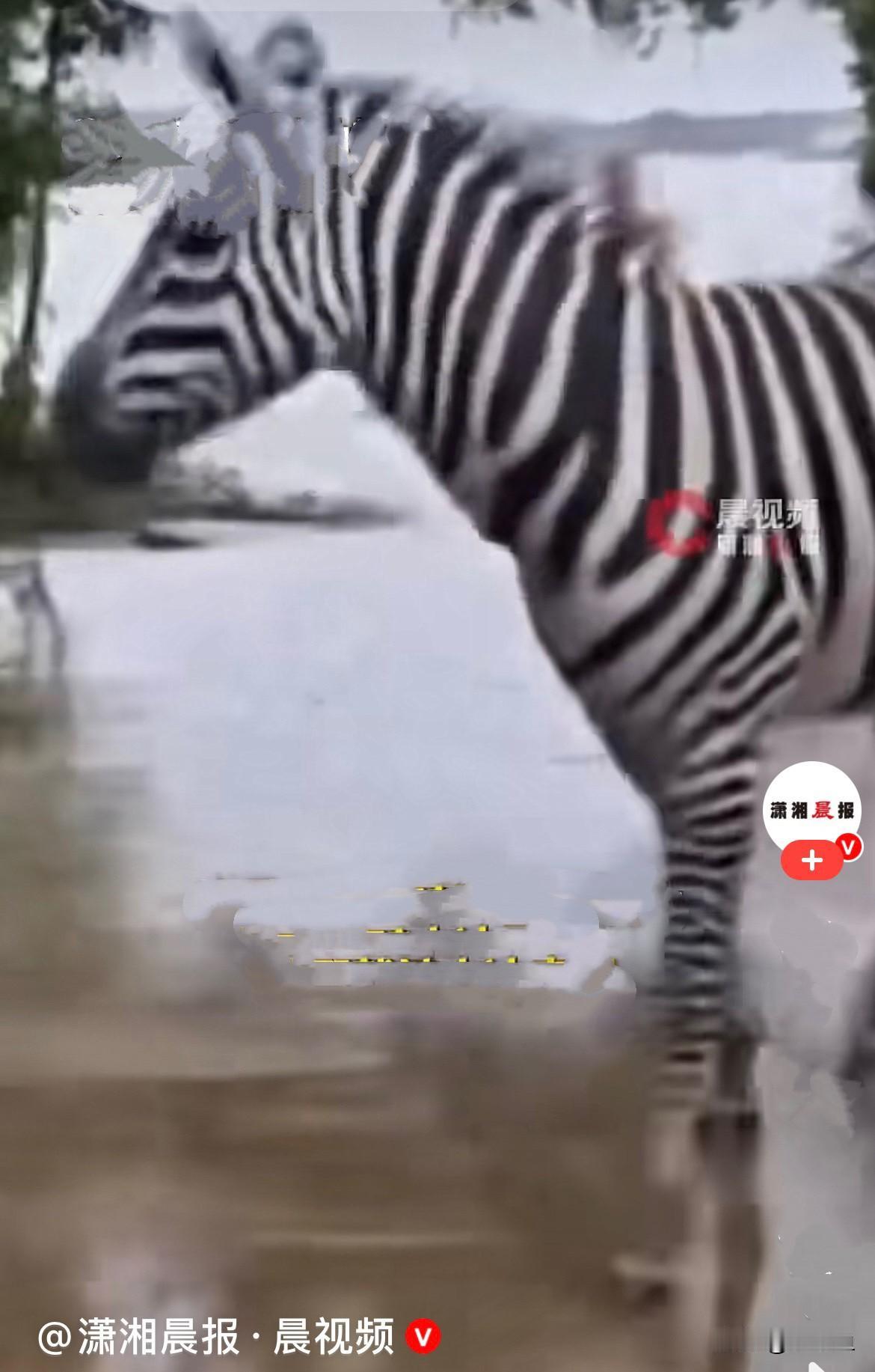 最伟大的取舍……近日，广西贵港遭遇特大洪水，动物园瞬间被洪水围困，停电积水．情