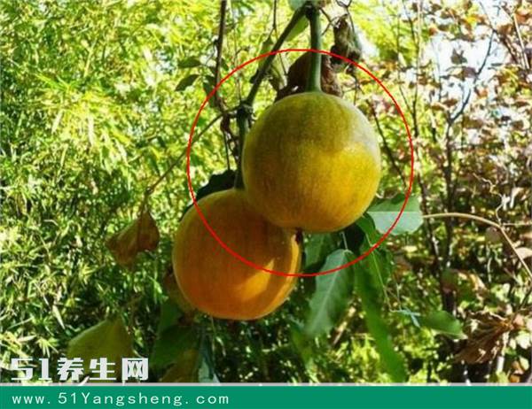 农村里一种野瓜, 农村孩子没少吃, 城市却很少见
