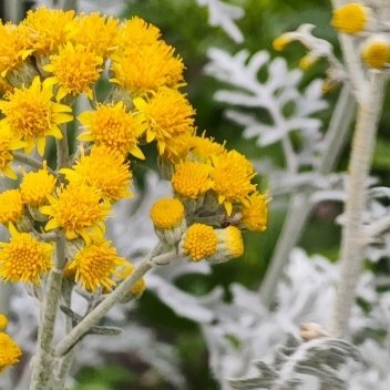 银叶菊种植方法:1、繁殖方法：8月底至9月初露地播种，或12月温室播种。种子撒于