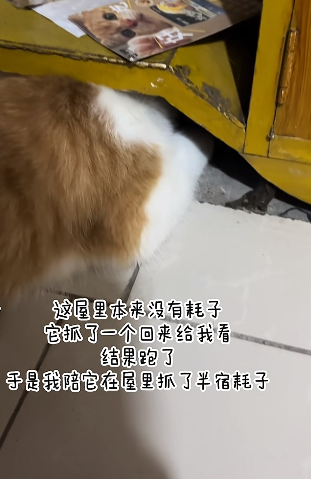 咪：从此让你天天见耗子🐀