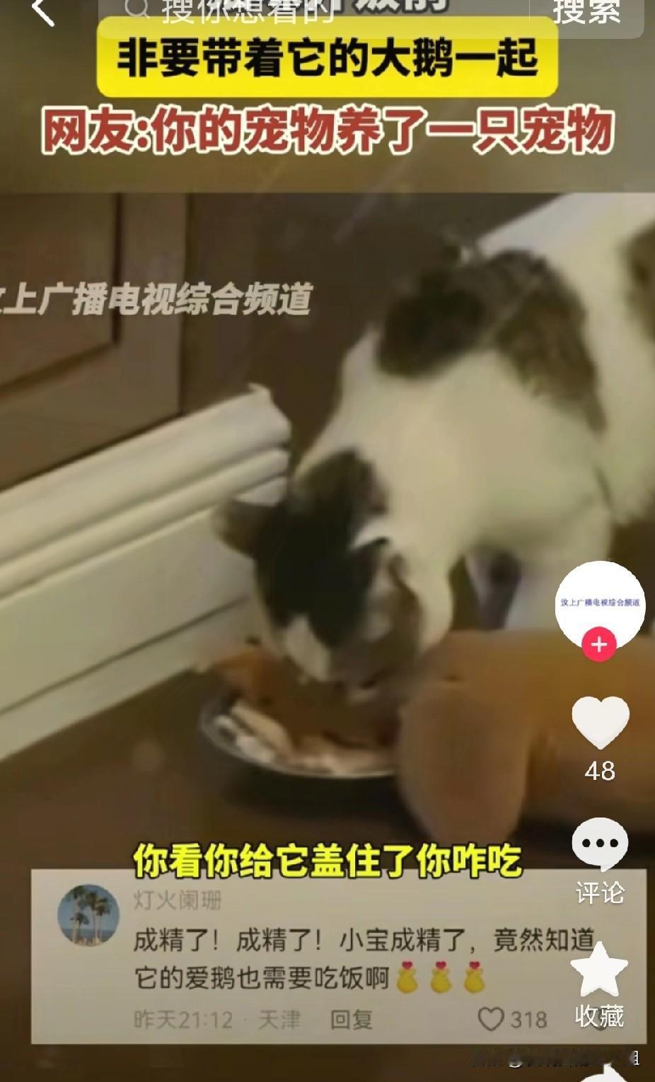 笑不活了！广东，猫咪开饭前非要带着它的大鹅一起，直接把大鹅的脸扣到猫粮碗上。我看