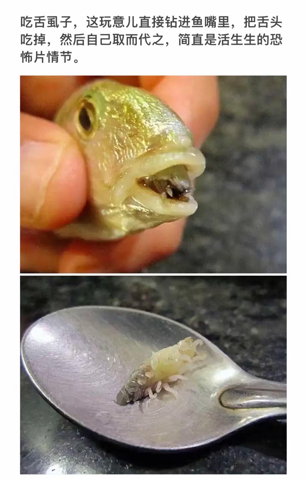 鱼嘴里有虫，舌头被吞掉了。