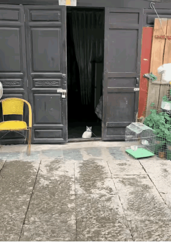 猫咪：我又不是狗，成天栓住我