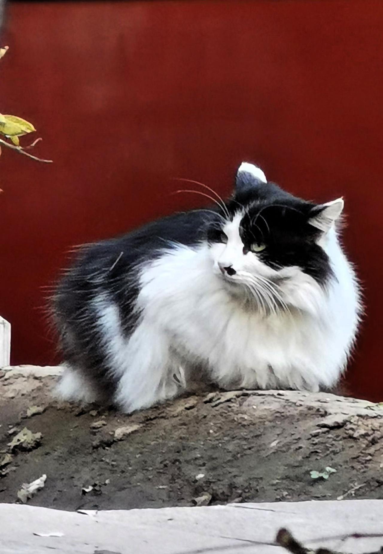 有喜欢治愈系又可爱的猫咪的吗?黑白相间的可爱猫咪，慵懒地趴在土堆上，享受着阳光