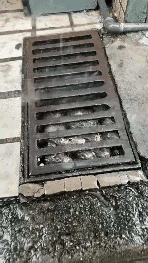 老鼠可怜吗？老鼠可恨吗？当你看到这一窝老鼠被暴风雨围堵在下水道而且具有生命危险的