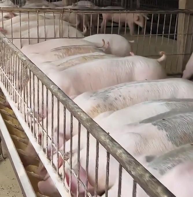 哭了！猪价跌到8年最低！内蒙古养殖户哭诉：现在卖一头猪，倒贴462元！辛辛