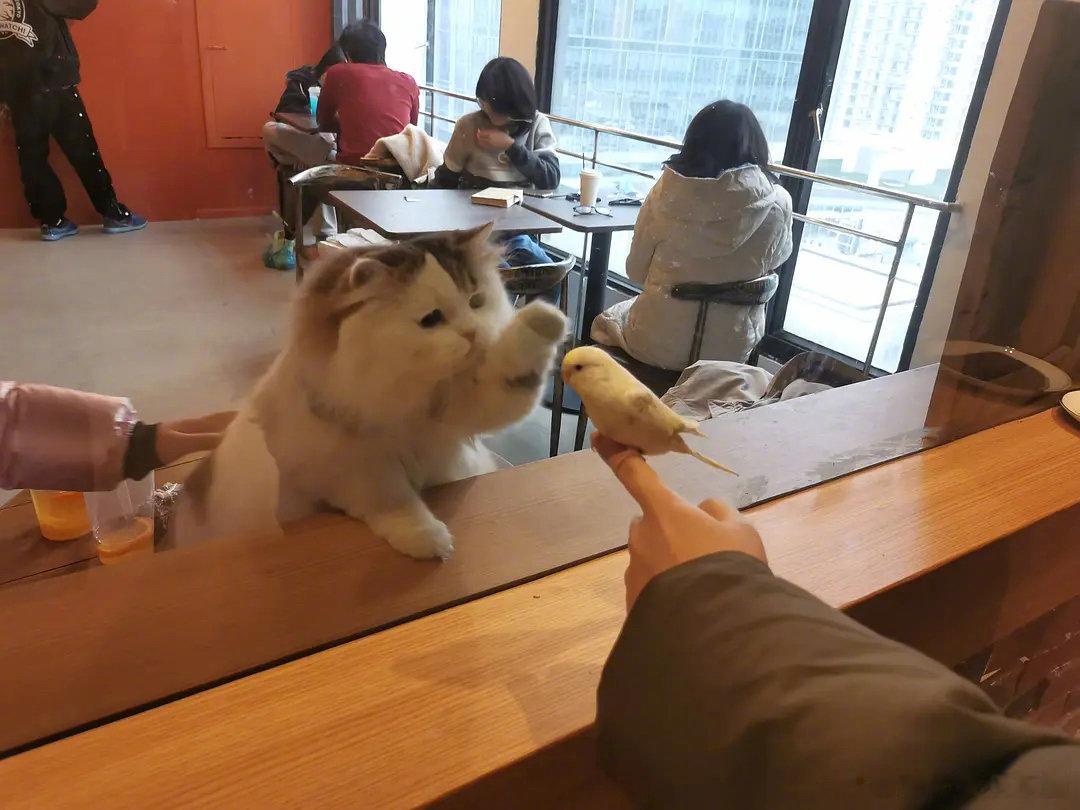 猫咪也只是想交朋友！​​​