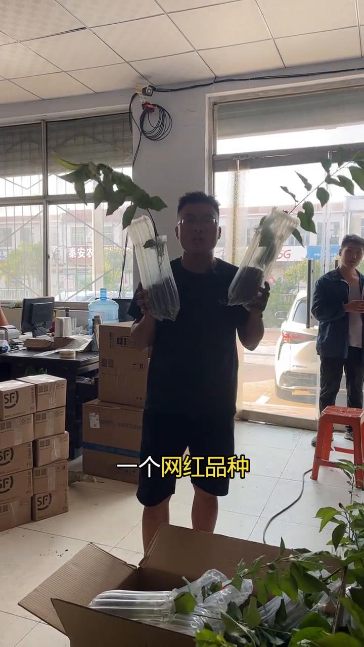 6月份移栽营养杯，4-8大樱桃苗。6月份不是大樱桃移栽的最佳时节，但是这个时间
