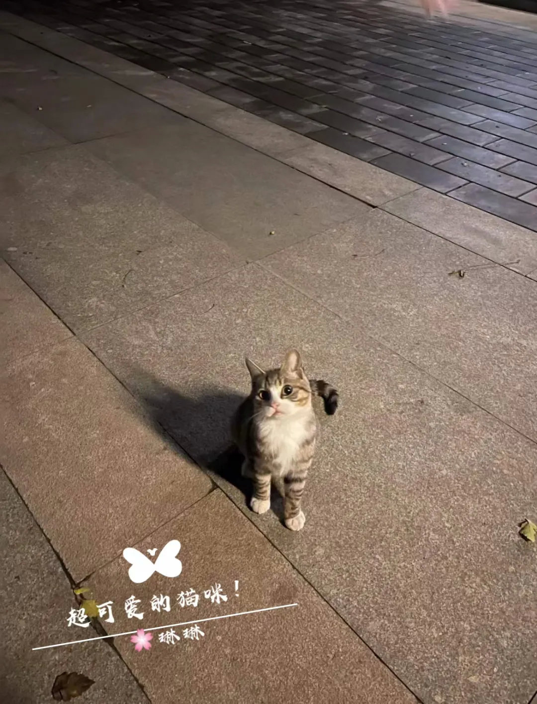 散步回来偶遇到一只小猫咪，这也太可爱了吧，小眼神仿佛在说：你确定不要带我回家吗？