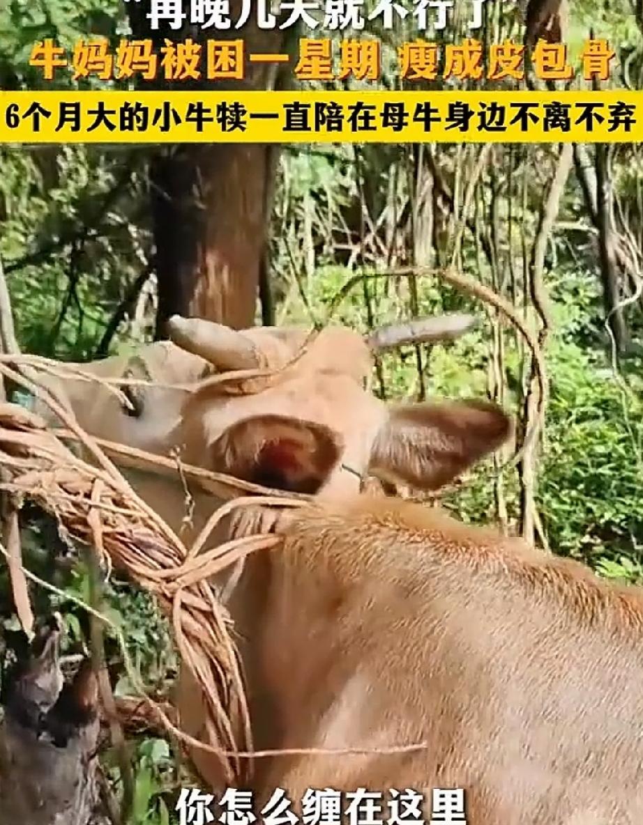 近日，江西九江。匡先生的养的牛失踪了。一头母黄牛带着6个月大的小牛犊上山吃草，一