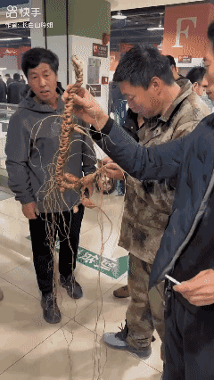 漂亮吧！这颗人参🉐百年以上！[赞]