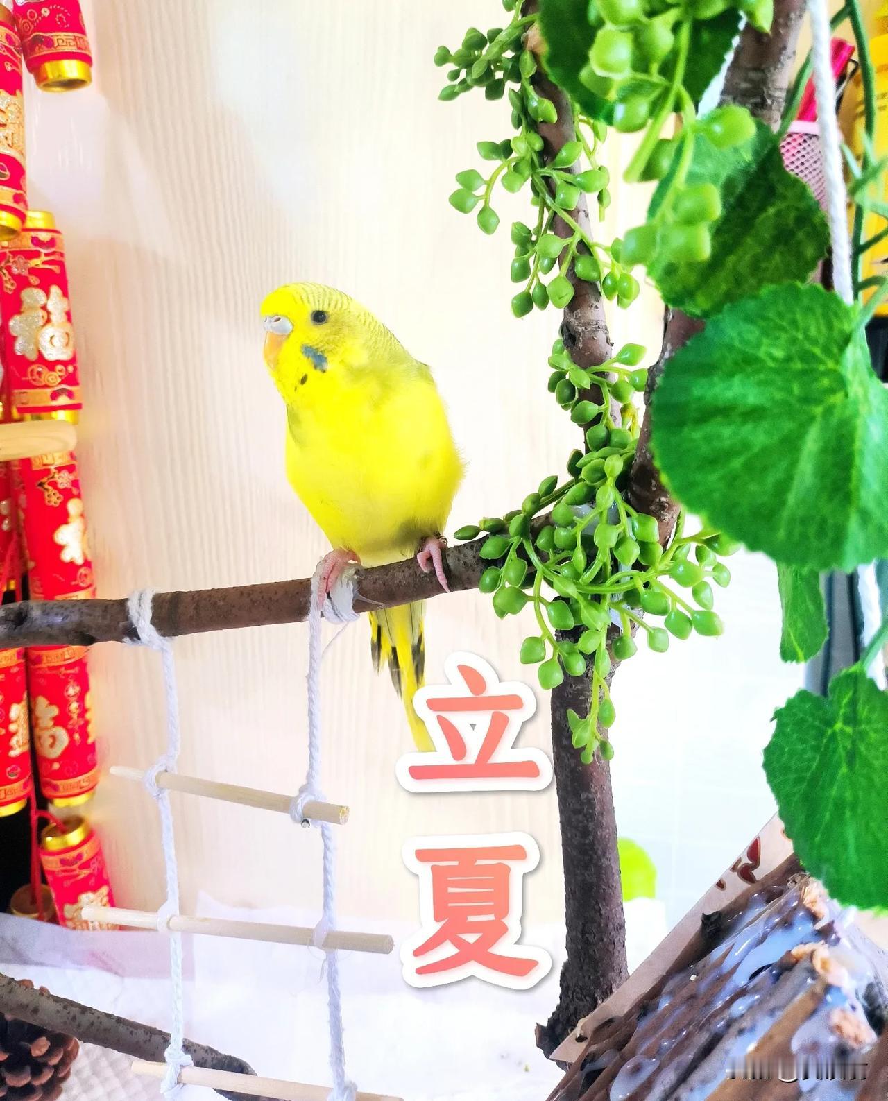 按理立夏是“小荷才露尖尖角”，如今却“小肚肉露颤颤腰”。今日立夏，如今孩童不