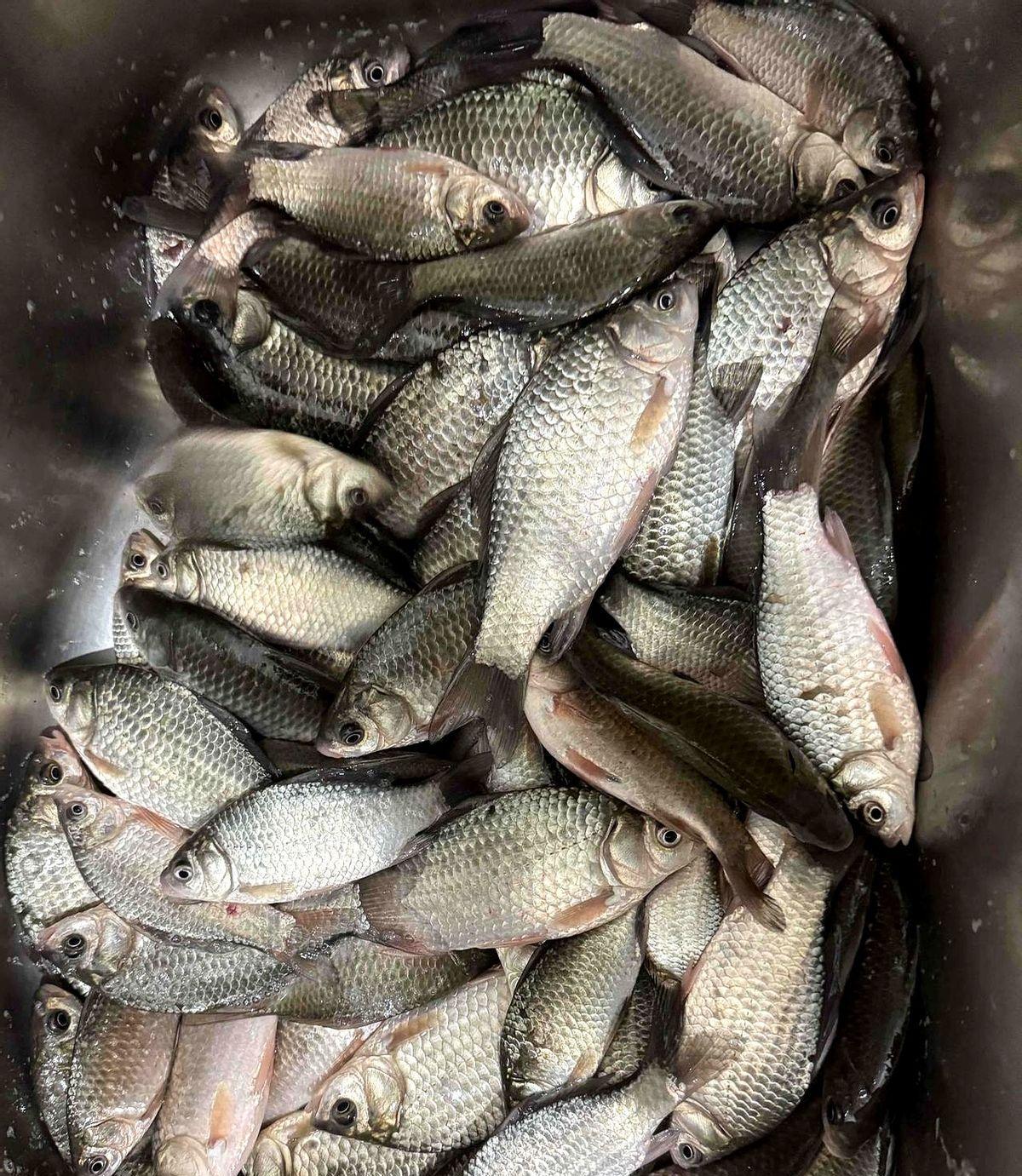 别再打窝了。我亲眼见过，老钓位一上午没口。有人悄悄按下个黑色小盒子，半小时后