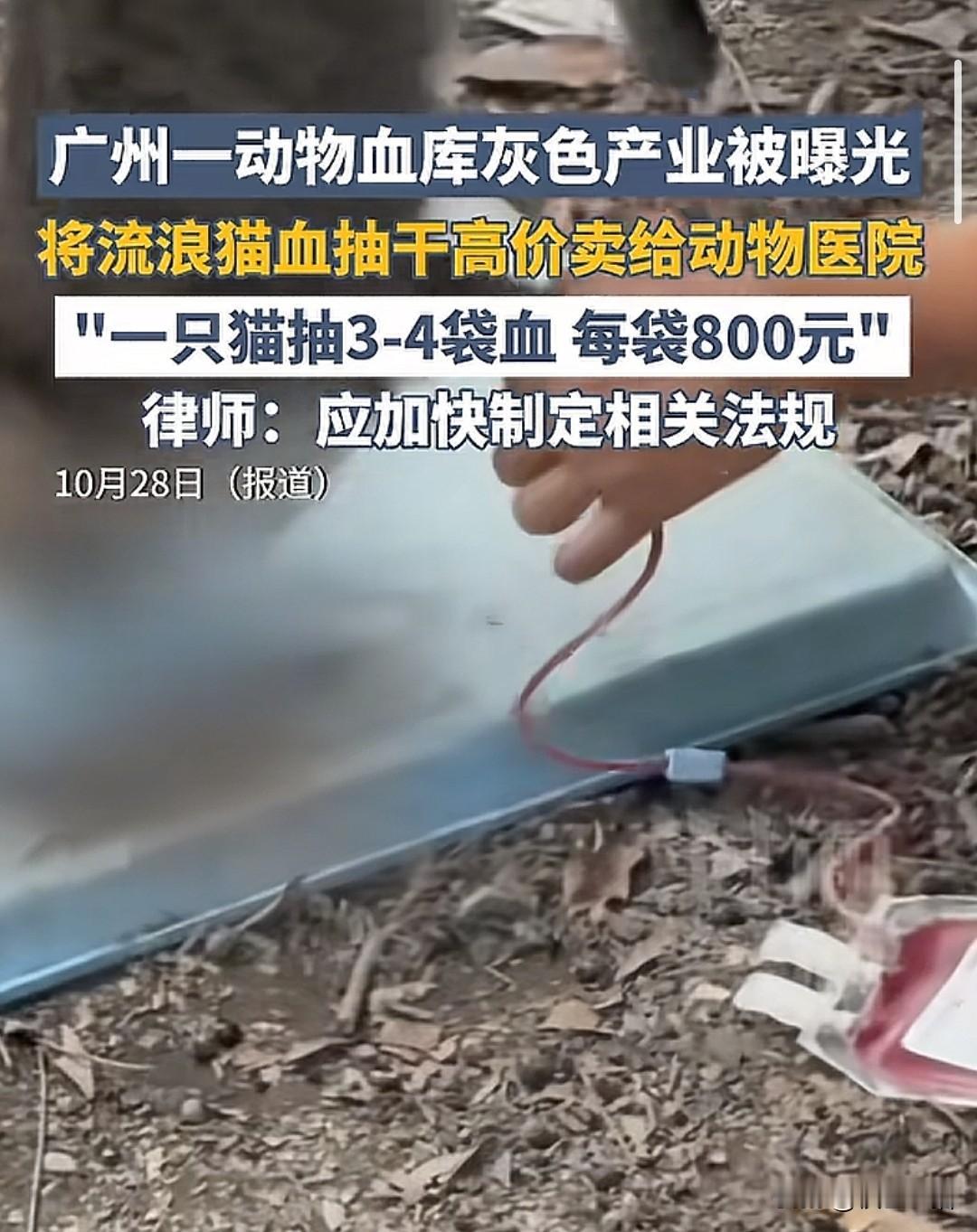 一个新的产业链诞生了“血猫”，一只猫，大概能抽三到四袋血，抽完之后这个猫也就没命