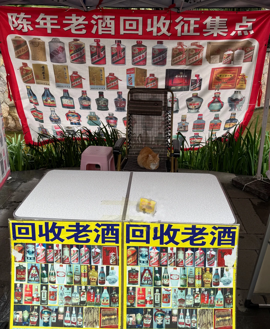 这店的猫老板有点特别 😂 被可爱到了