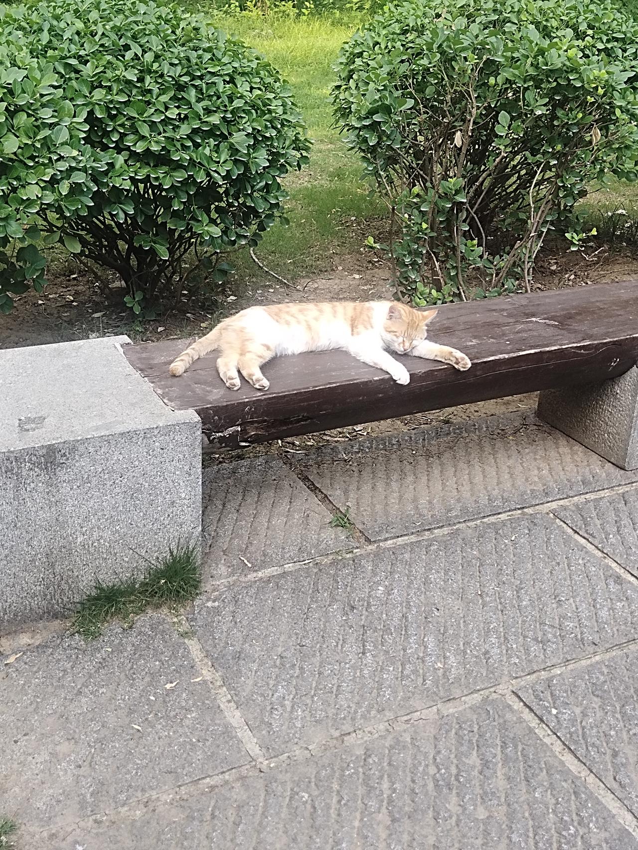 公园里遇到的一只超萌的小猫咪。它竟然趴在长凳上，眼睛微微眯着，一脸惬意，仿佛整个