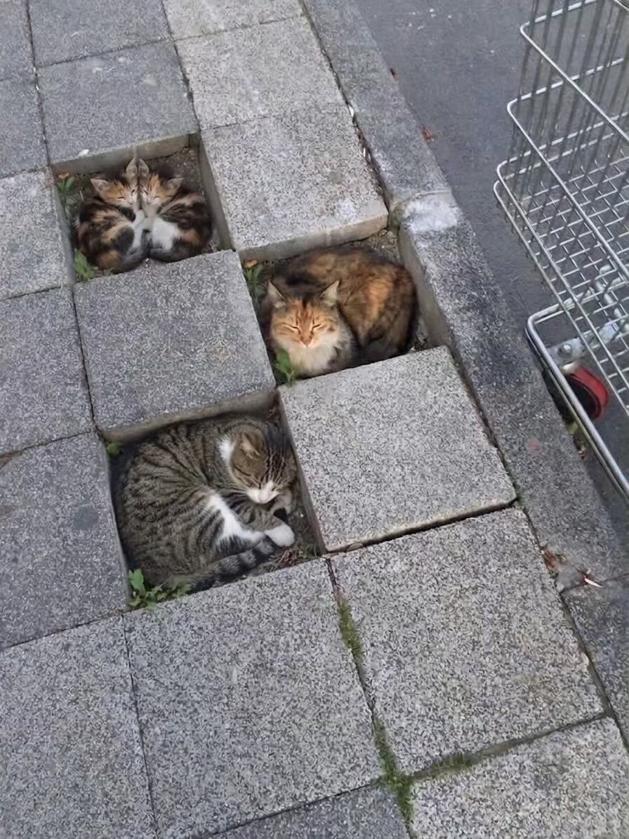 地里长猫啦