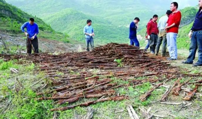 2009年江油的这次发现，确实让人心里咯噔一下。1349支枪整整齐齐埋在地下，不