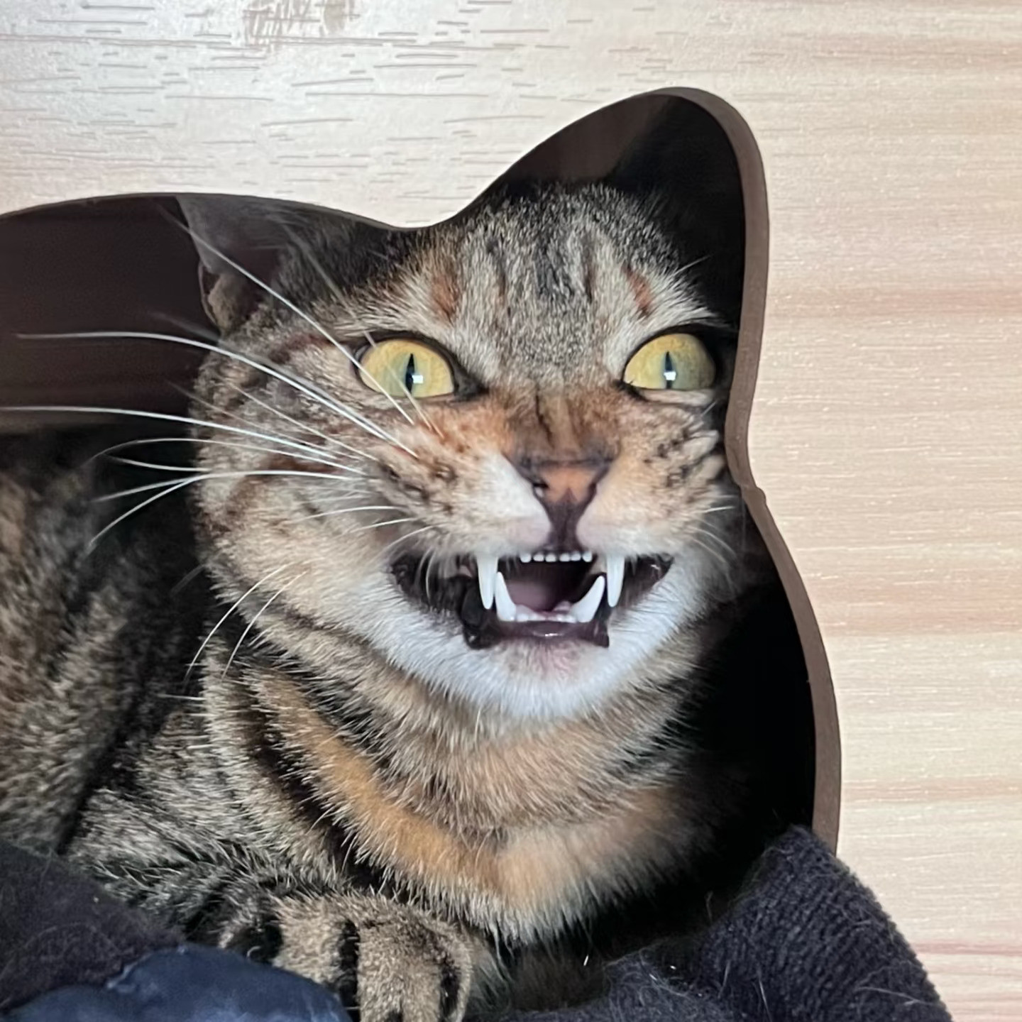 邪恶小猫咪