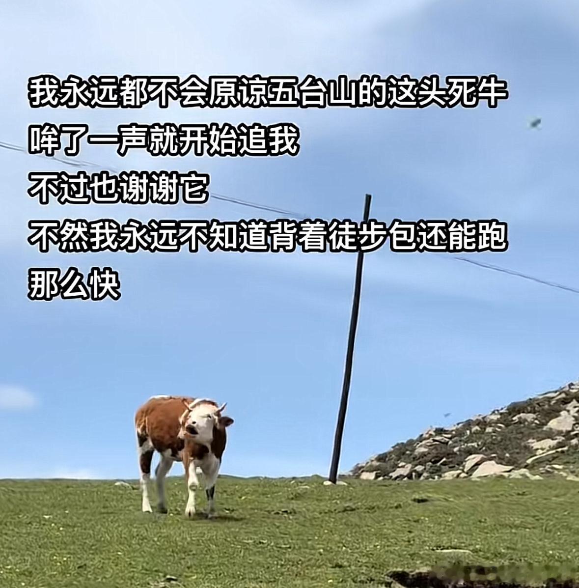 当代网友窝囊的报复belike：​​​