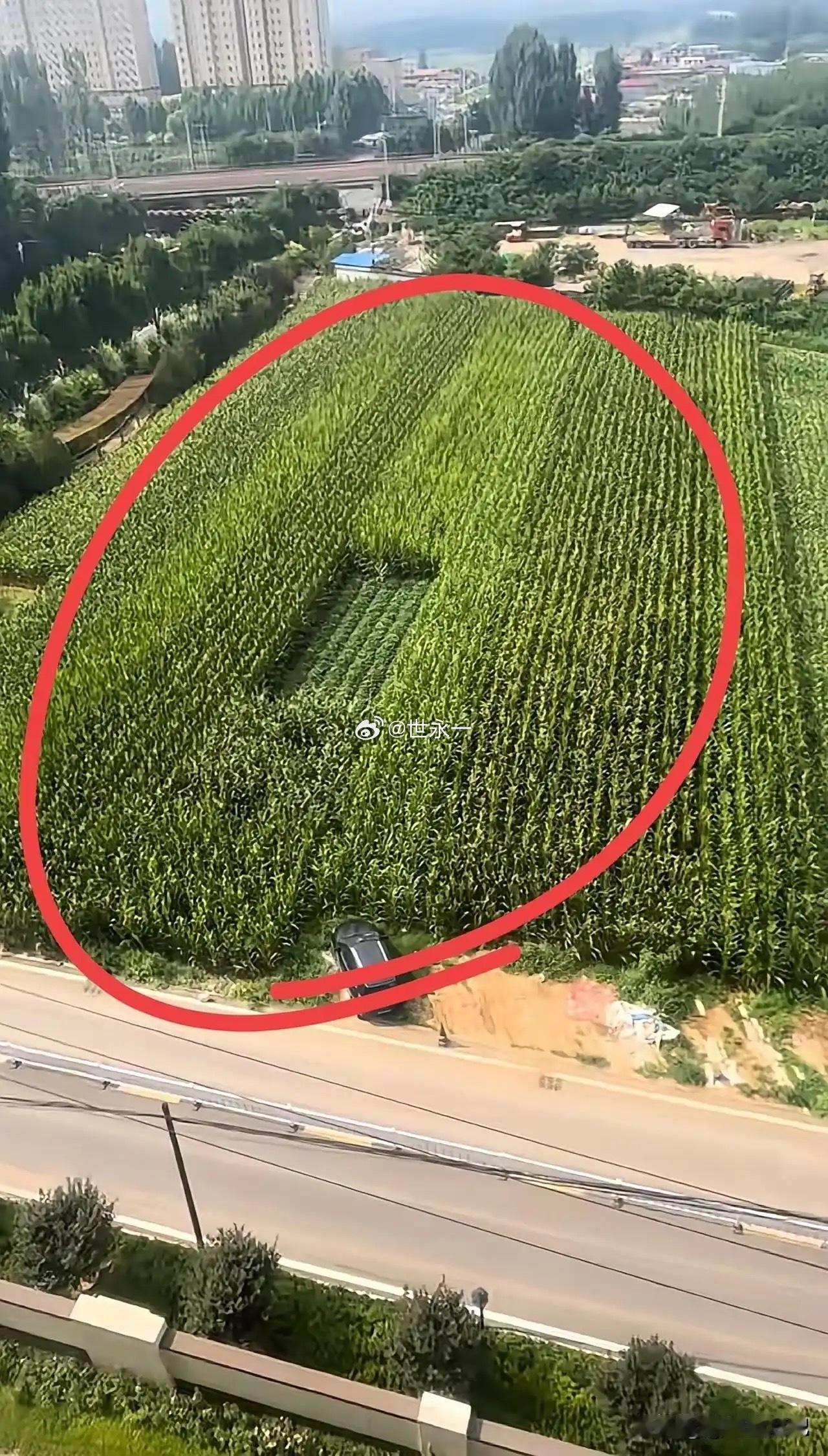 这户人家很聪明啊，在树中间种菜