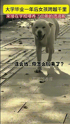 泪目了！一女孩大学毕业一年后，跨越千里来学校接喂养了三年的流浪狗，女孩：
