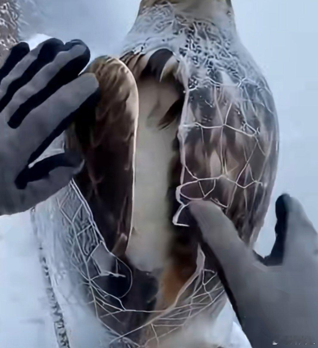 被冰冻封印住的鸟冰层封住了飞翔的梦，却封不住向往天空的灵魂。当暖阳终于到来，