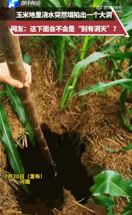 科学都解释不清了？河南，一男子在玉米地里浇水，一脚踩下去，原本结实的泥土竟然瞬间