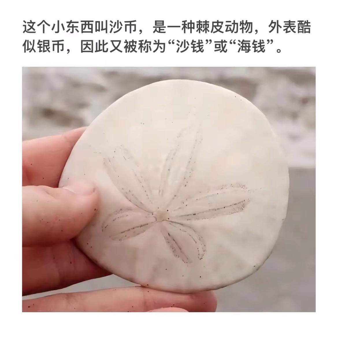 海边的宝藏发现：酷似银币的沙钱！