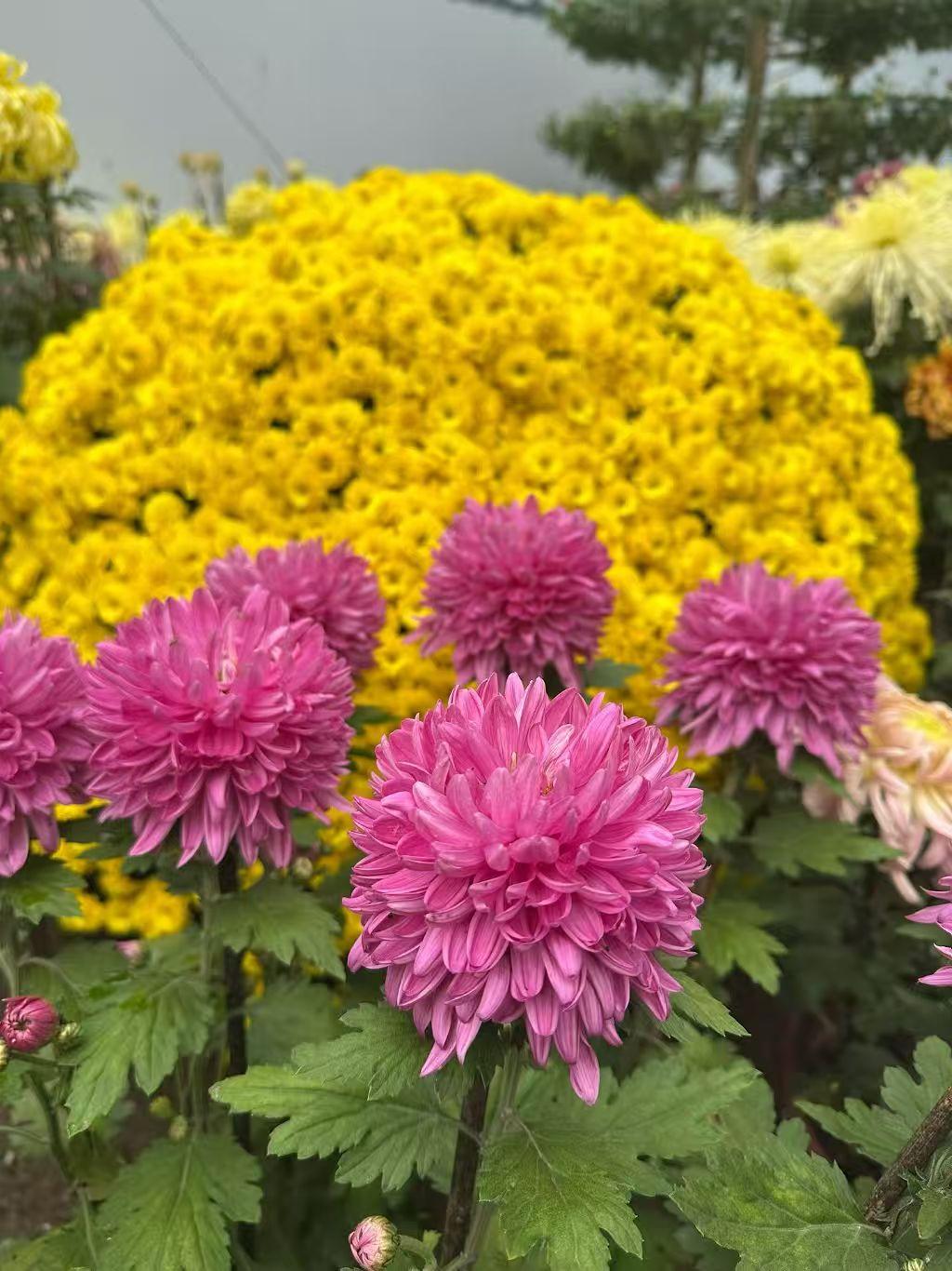 现在人们都在抱怨工作不好找，如果一个人真的不怕吃苦，找工作真的是太简单了。有