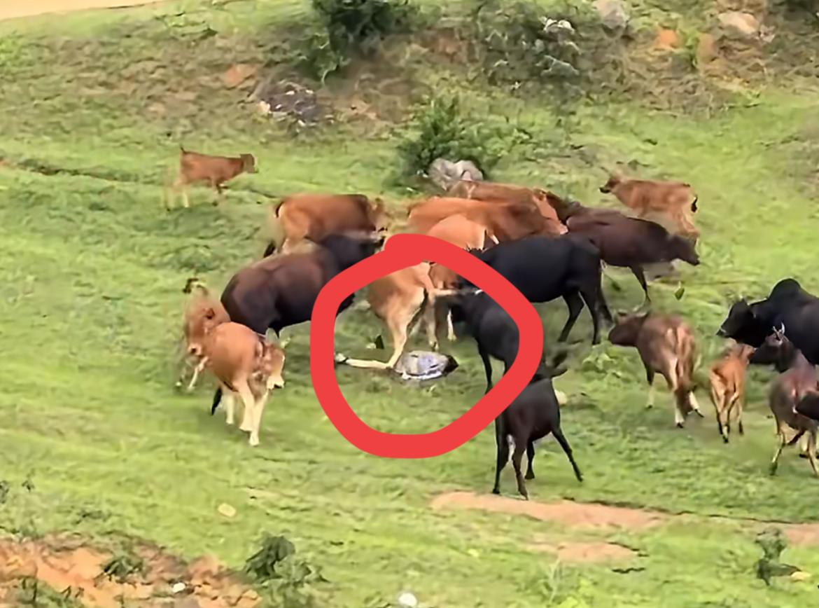 小孩误入牛群差点酿成踩踏事故，事发广西贵港一山坡。4月12日，家长带小孩去