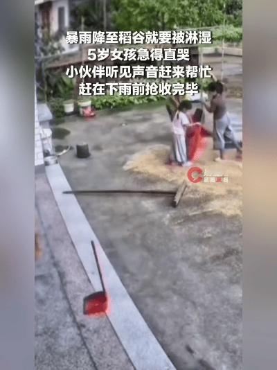 广东河源，院子刚晒干的稻谷没人收，马上就要被大雨泡烂。守着稻谷的5岁小姑娘，急得