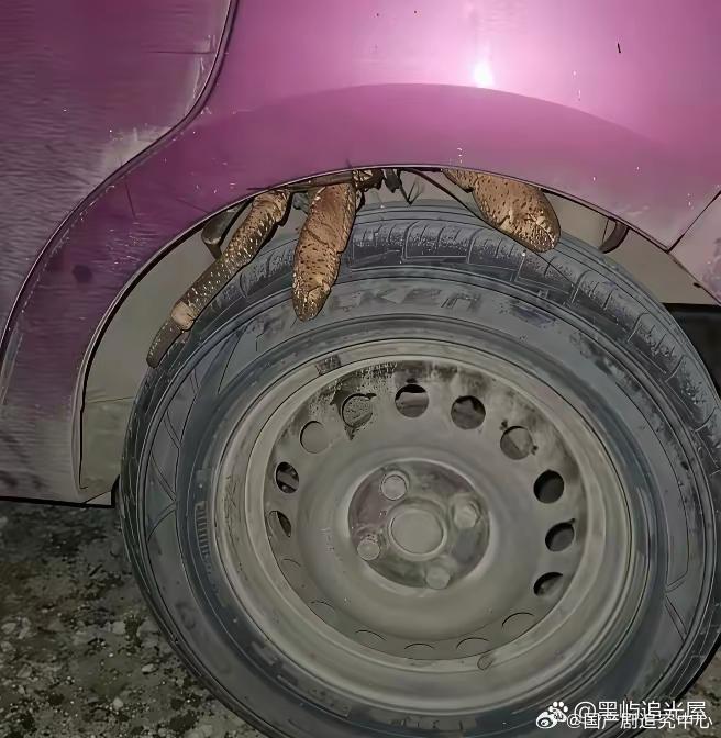车轮上趴的这是什么东西呀？