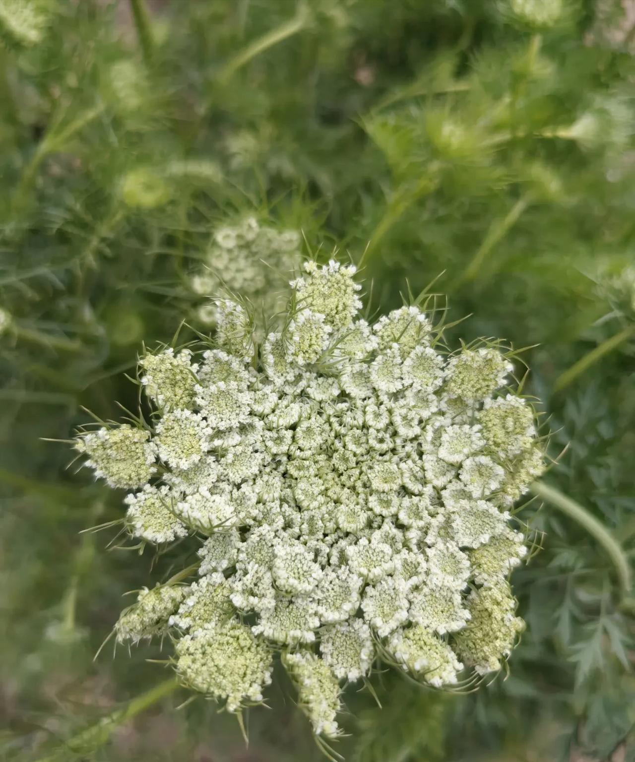 胡萝卜花朵很大，但种籽细小，而且籽实有层草壳包裹着，因而细芽破土相对慢，但只要是