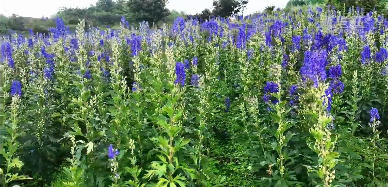 大理州鹤庆附子花绽放（张树忠）在大理白族自治州那