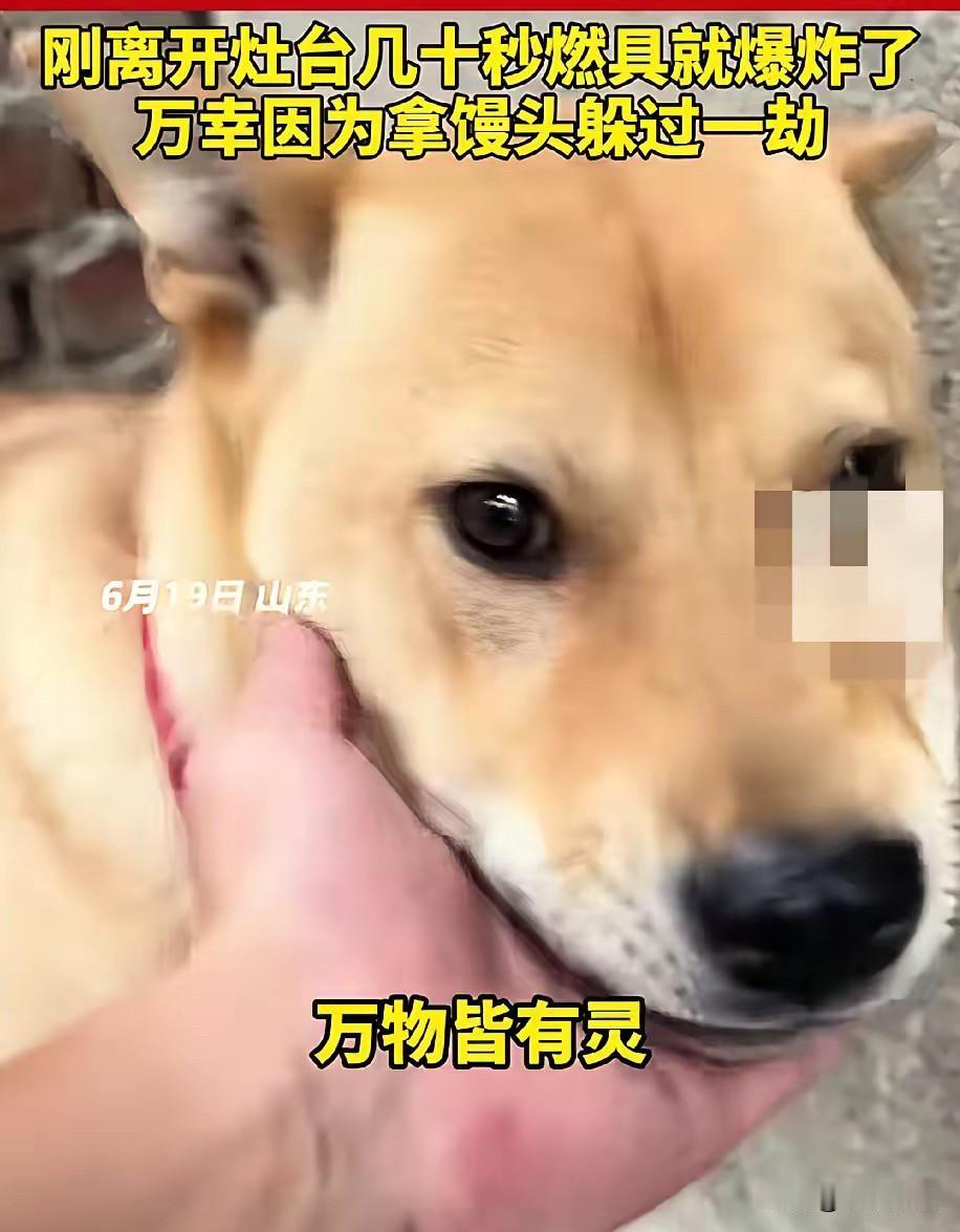6月19日，山东一男子在家煮粽子时，家里的大黄狗突然狂叫不止，主人以为是大黄狗饿
