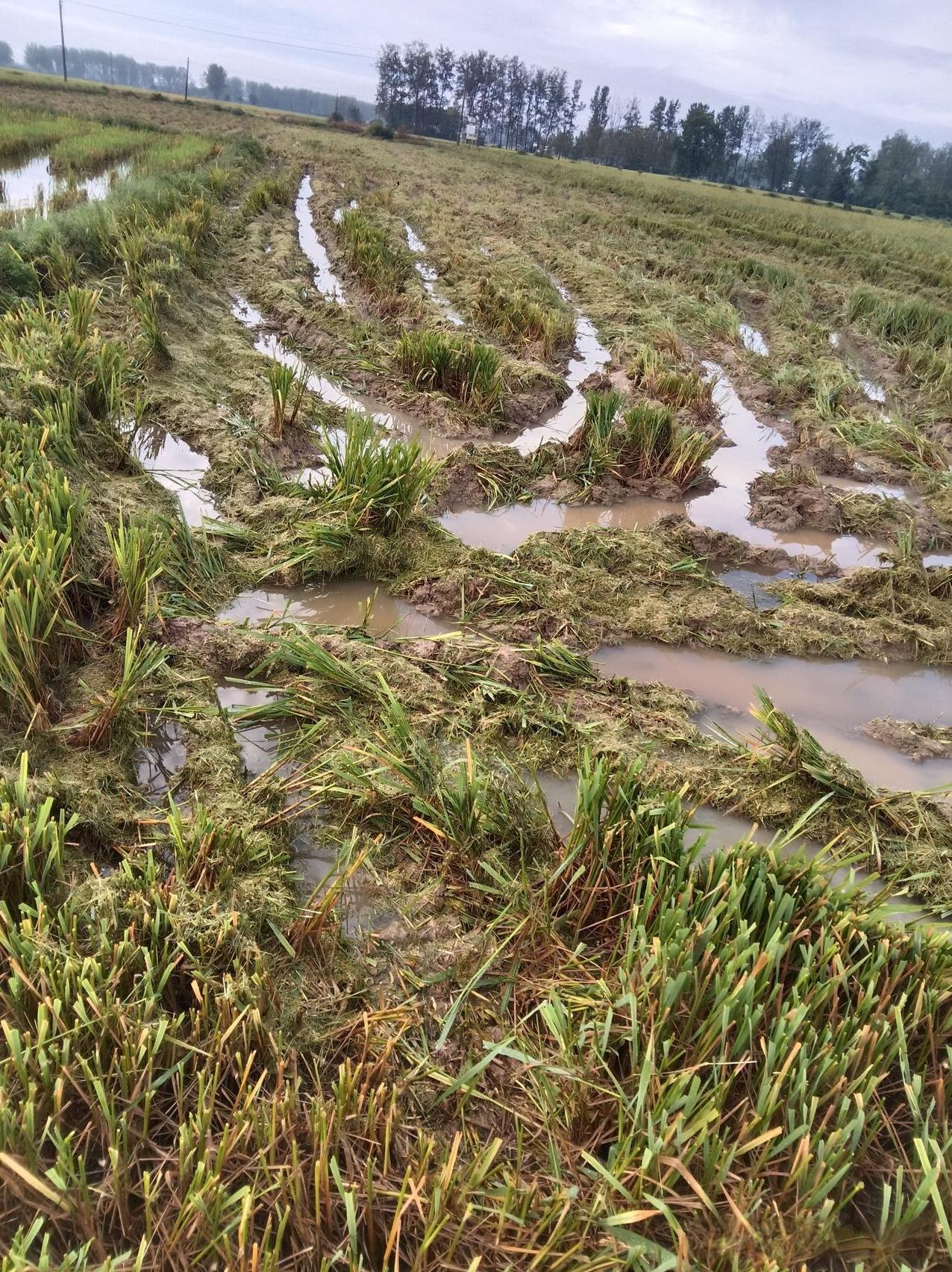 今年秋收对河南人民来说是损失惨重，大雨一场接一场下，成熟的庄稼无法收回，基本上全