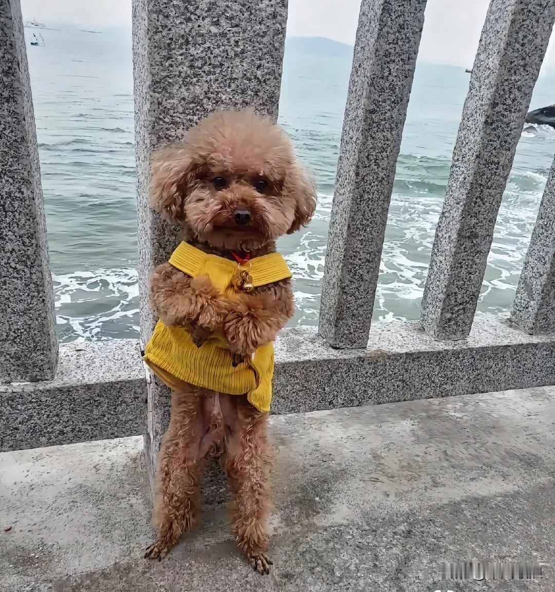 忠诚的小泰迪被主人抛弃在海边，以为主人还会来接自己，在此整整等了二天不走动。