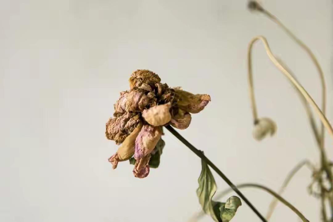 中午时分，终于是打通了热力公司驻站本小区站长的电话，我问：我家暖气进水管都是凉的