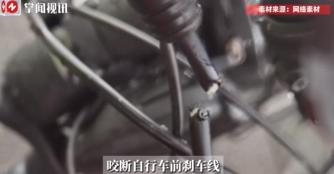 2025年8月新疆苦牙克，一男子在国道上骑行时，突然遇到了一只独狼，男子以为狼只