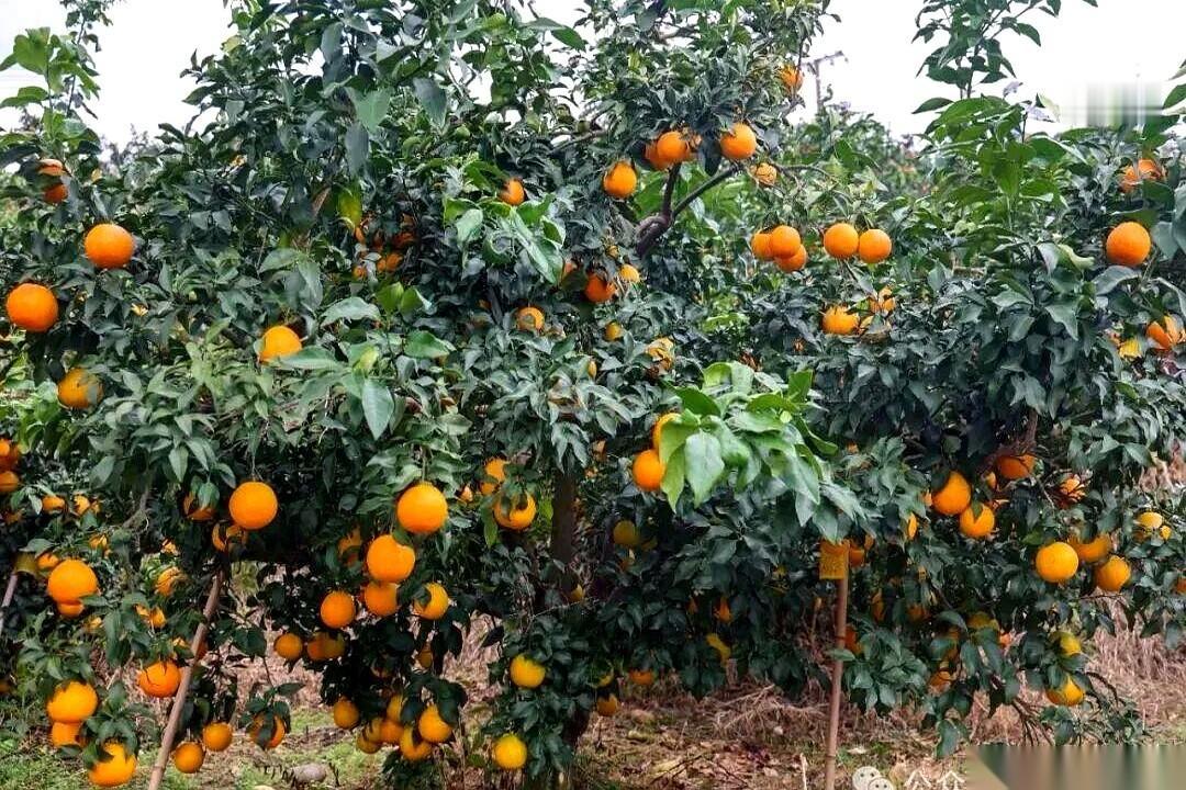 真的，就离谱。一颗橙子，能做到跟喝橙汁一个感觉。而且是那种，你刚从冰箱里拿出