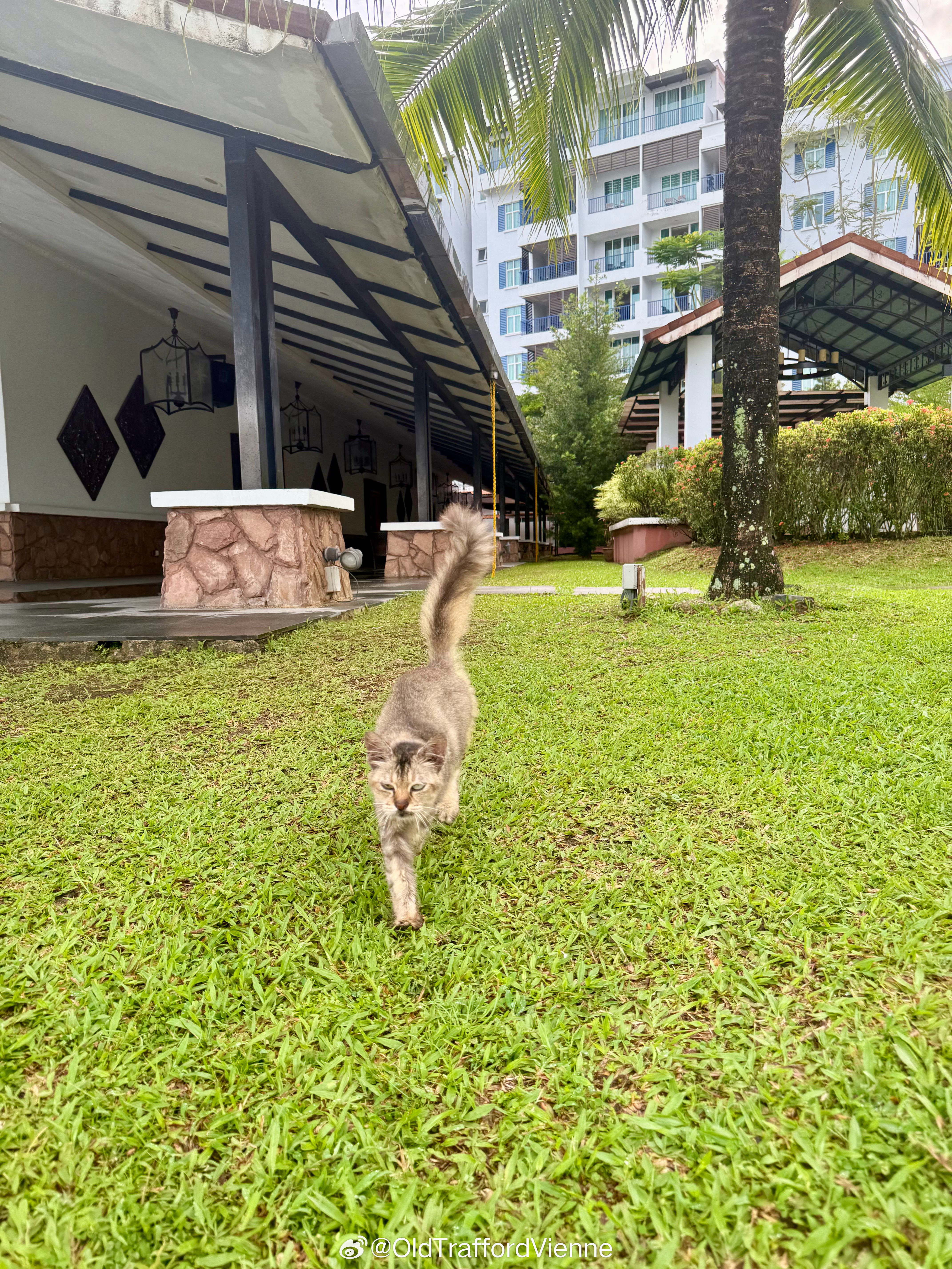 猫咪虎相凶猛不敢摸​​​