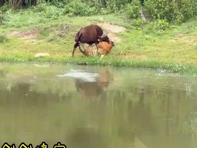 想象一下，几百斤重的蹄子疯狂往你肋骨上踹，你的反应是什么？我刚刚看到的一只苏门