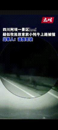 “太无耻！”四川阿坝，一男子正在开车时，突然蹿出一只小牦牛，撞上之后小牦牛自己又