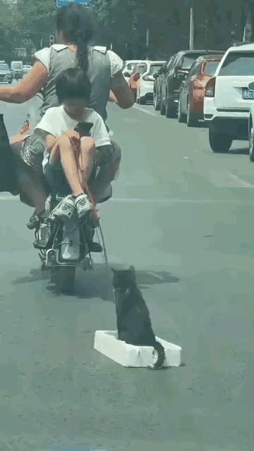 遛猫神器[惊恐]
