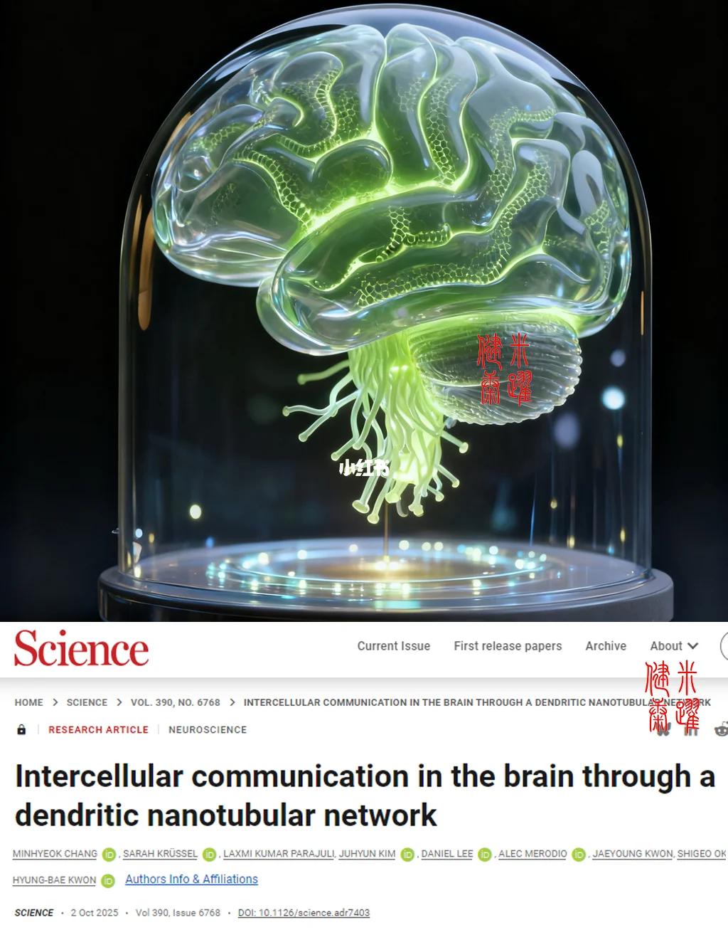 科学重磅-大脑发现树突纳米管 改写教科书