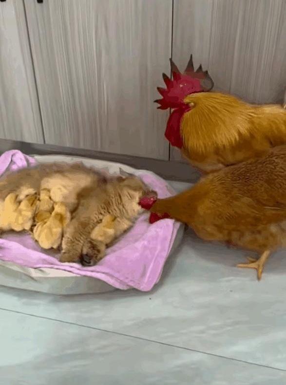 你敢信？家里养的宠物猫，居然干起了“强抢民娃”的勾当，连亲爹亲妈都不让见！想象