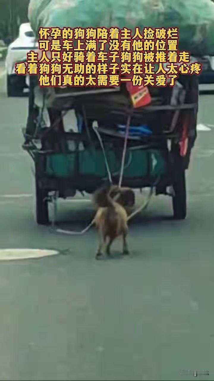 太可怜了！这天一位小哥哥开车去朋友家玩，当他开到一条城乡马路上的时候，看到无比心