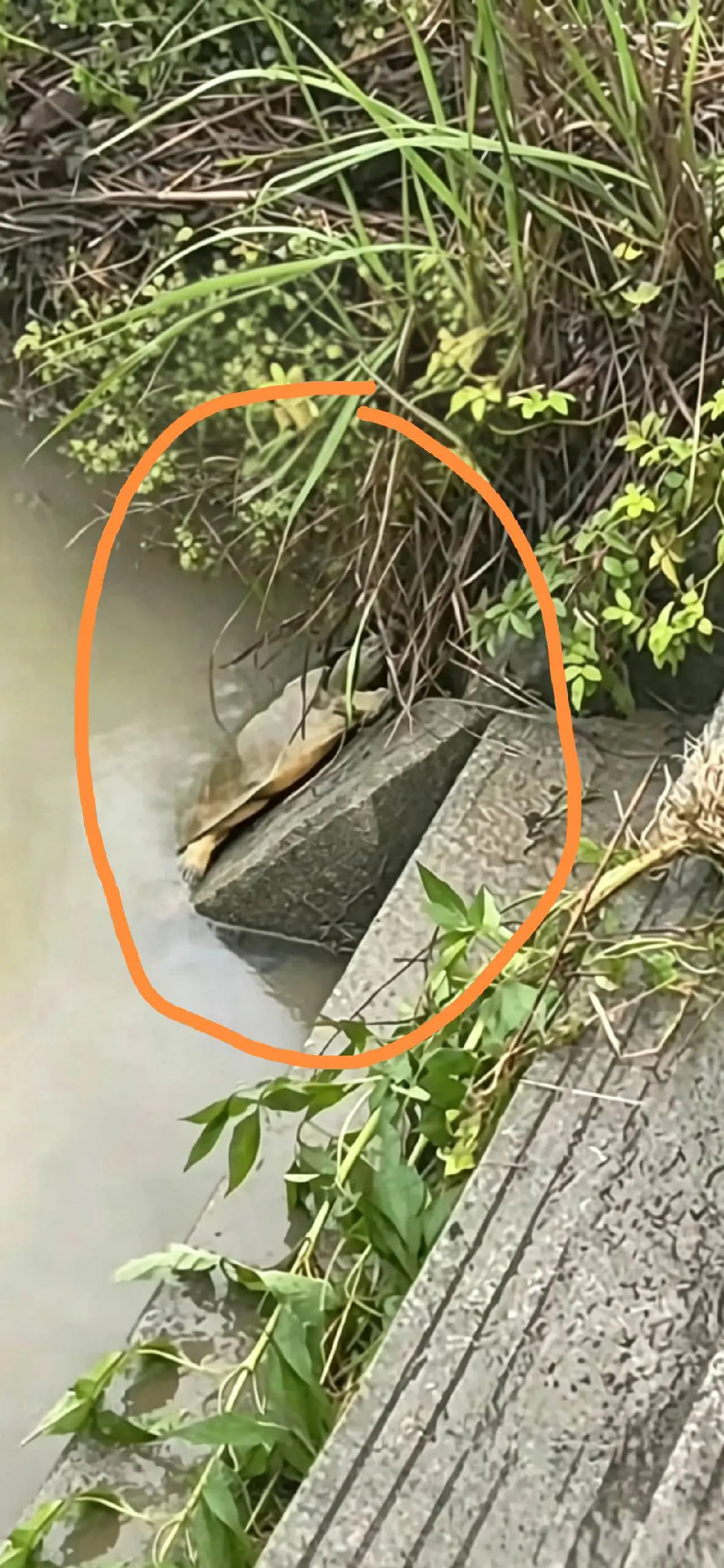 河里偶遇甲鱼，趴在石头上养生SPA😂。池塘边散步，看见野生甲鱼，顺手...