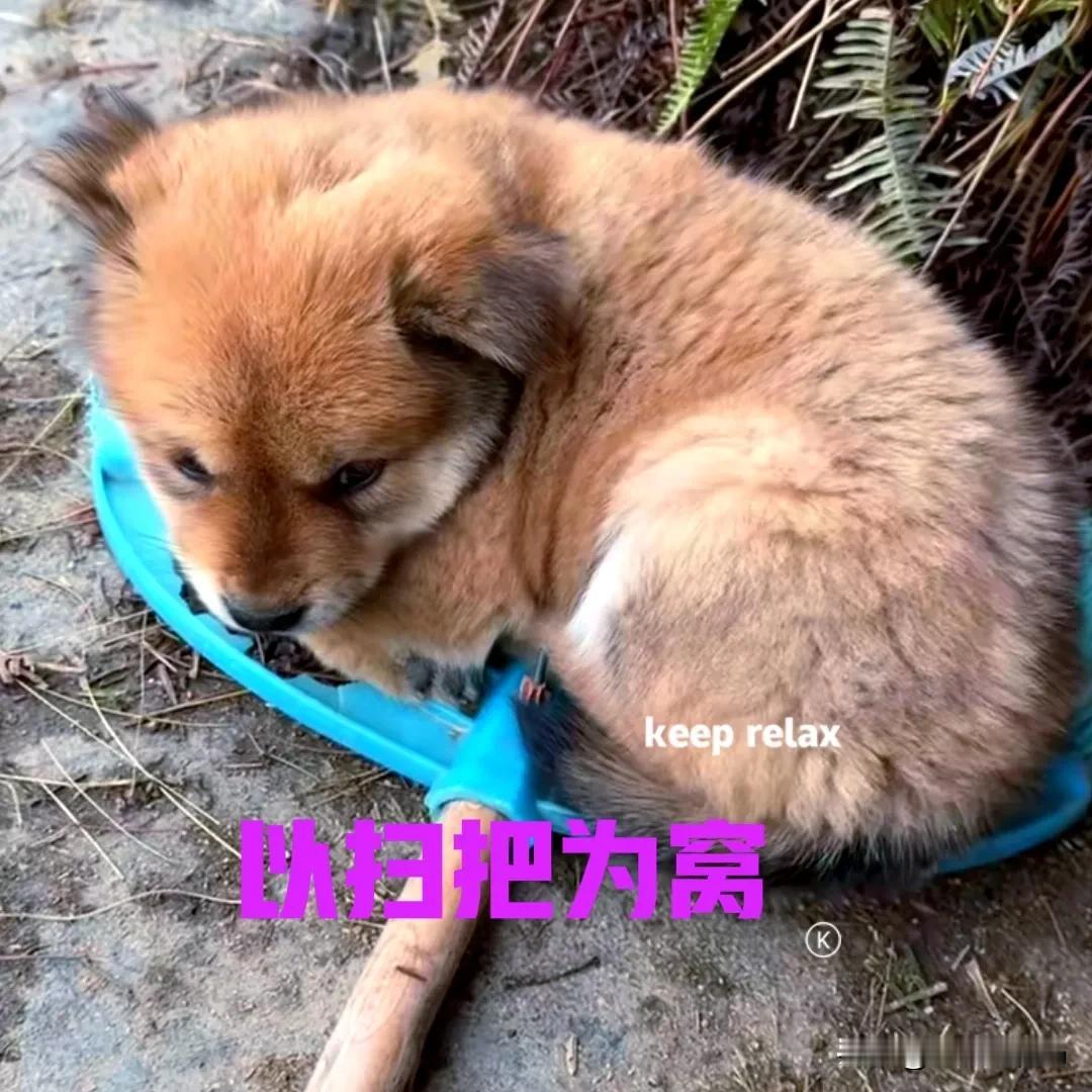 前段时间，在网上买了一只田园犬，是从广西快递过来的。小狗很听话，也很亲人，适应能